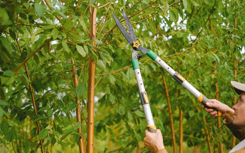 Tree trimming in Bassett, AR