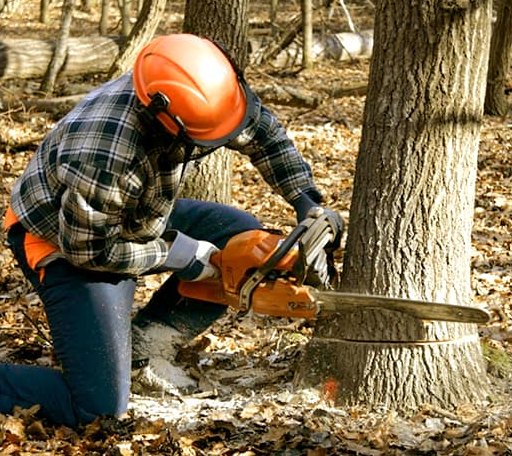 Tree Removal in Bassett, AR